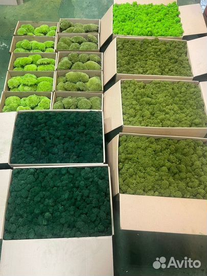 Стабилизированный мох ягель, кочка, пластовой