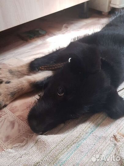 Малышка-чернышка