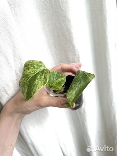 Сциндапсус