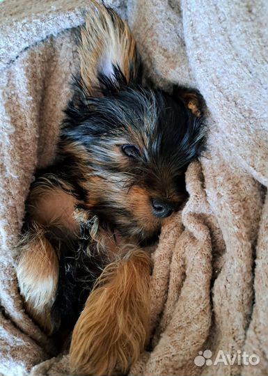 Йоркширский терьер мини и стандарт