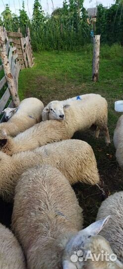Овцы бараны