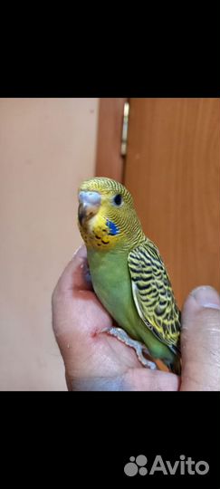 Волнистый попугай