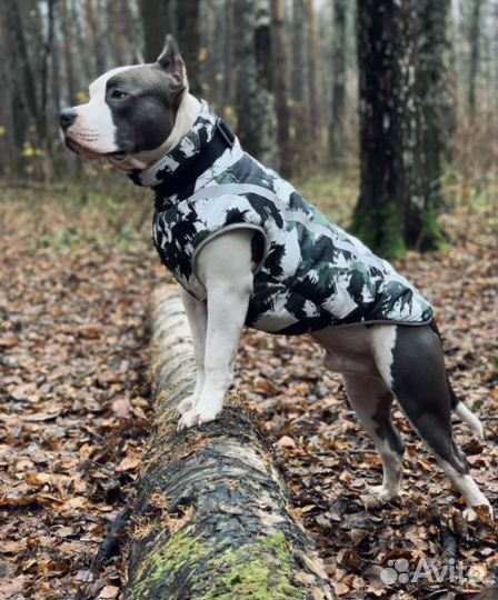 Одежда для больших собак