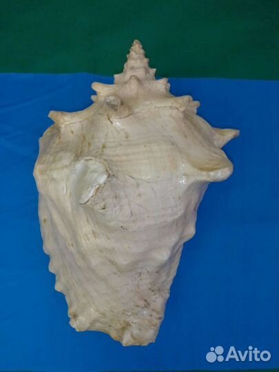 Ракушка большая