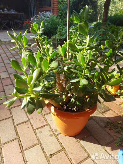 Крассула толстянка