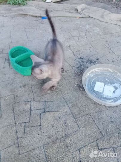 Котята в добрые руки бесплатно