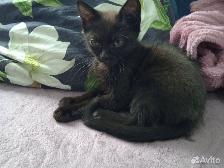 Черный котенок в добрые руки