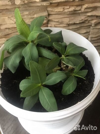 Спатифиллум