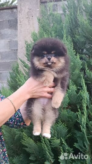 Обаятельная детка шпиц