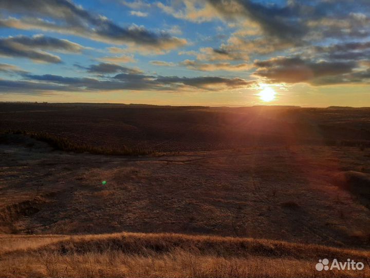 Семена яровой пшеницы Сударыня