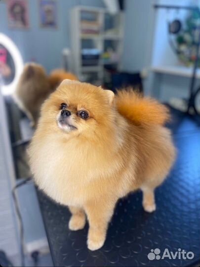 Померанский шпиц вязка