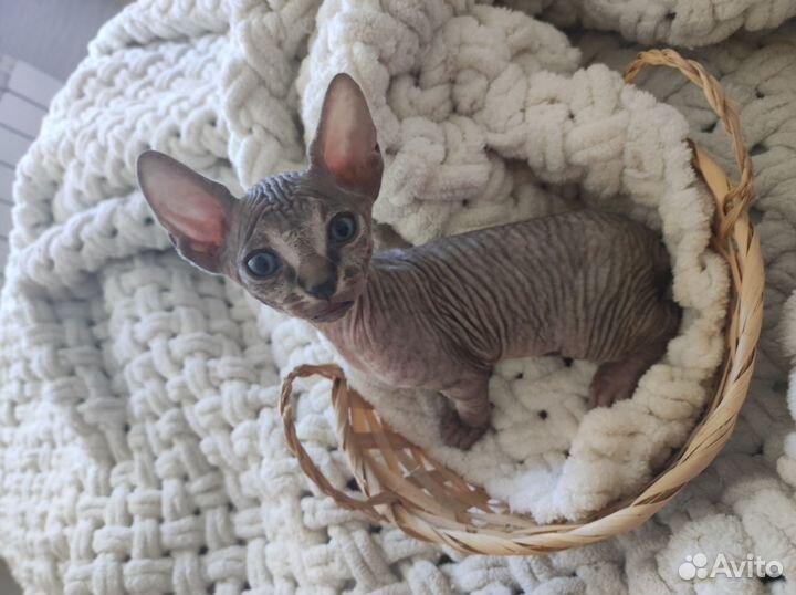 Канадский сфинкс