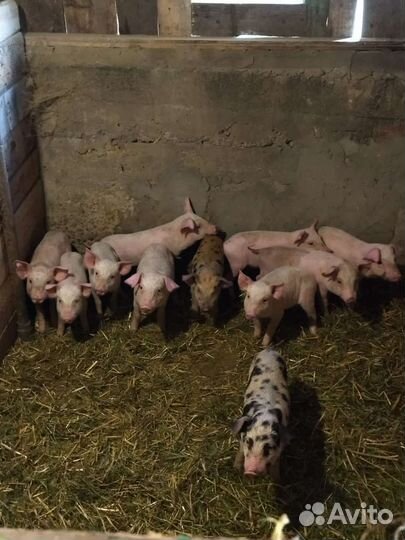 Поросенок ландрас