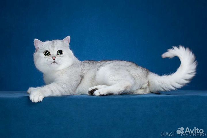 Шотландский кот вязка