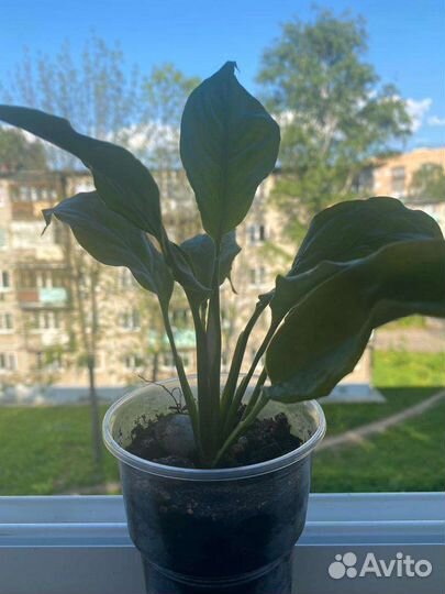 Спатифиллум, комнатное растение