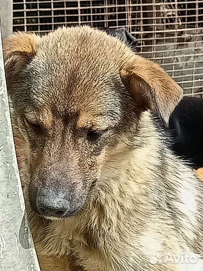 Еж ищет дом