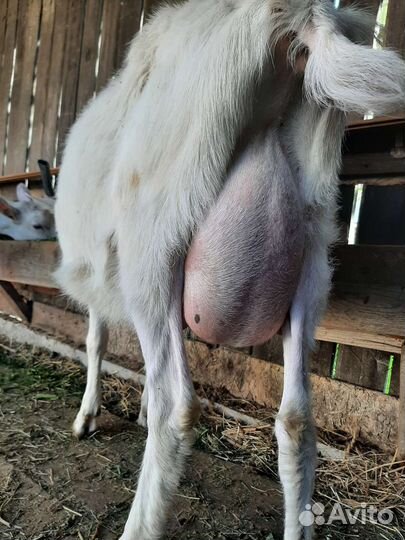 Козы козлята козел нубийский