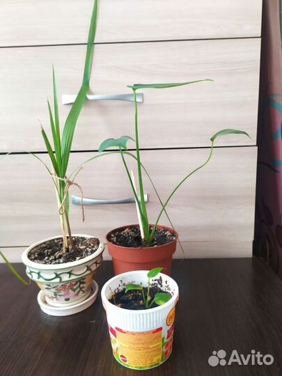 Монстера с доставкой другие цветы