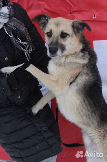 Небольшой весёлый пёс ищет семью