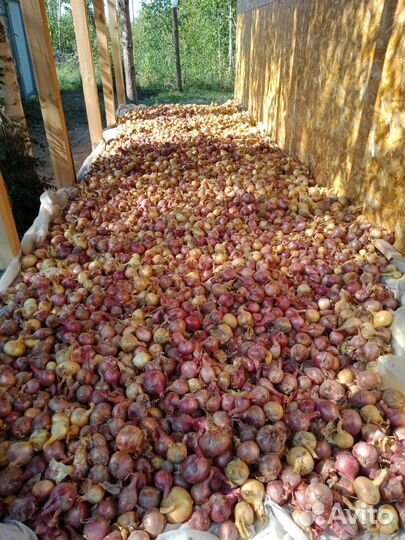 Лук, выборок, севок