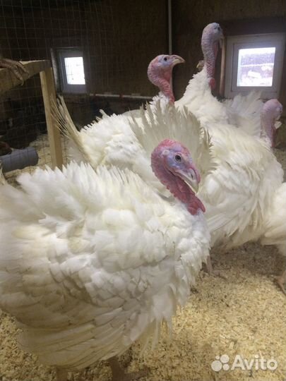 Инкубационное яйцо индюков