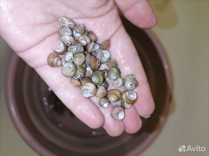 Морские ракушки гибула