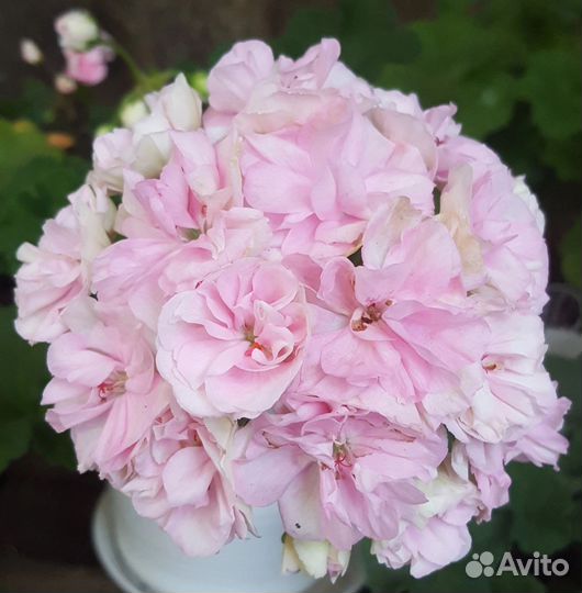 Пеларгонии сортовые (Герань)