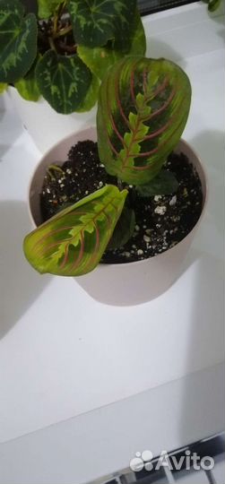 Маранта триколор