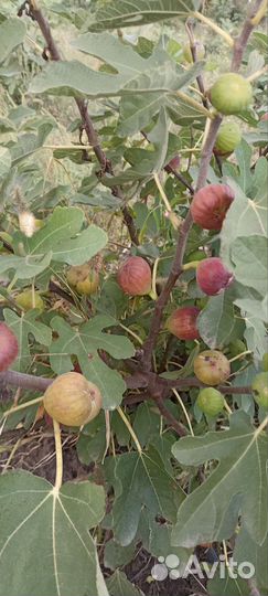 Инжир Урожайный почтой