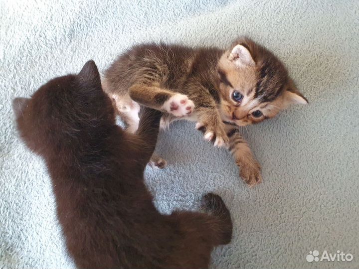 Котята шотландской
