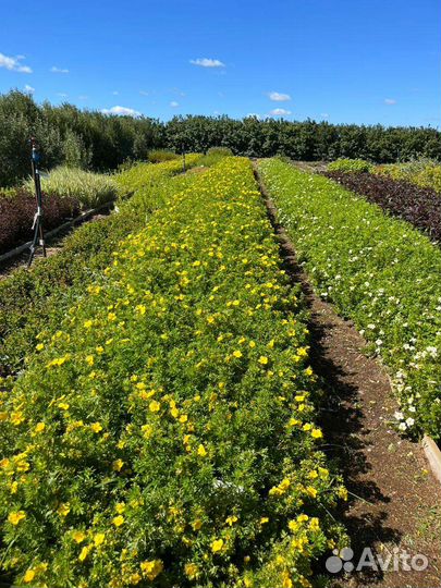 Саженцы деревьев и кустарников