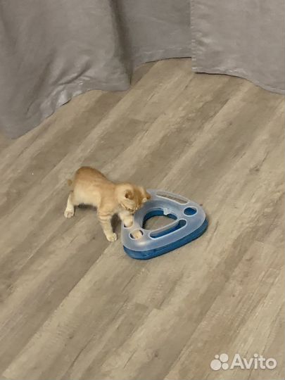 Вислоухий малыш ищет семью