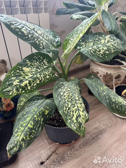 Диффенбахия