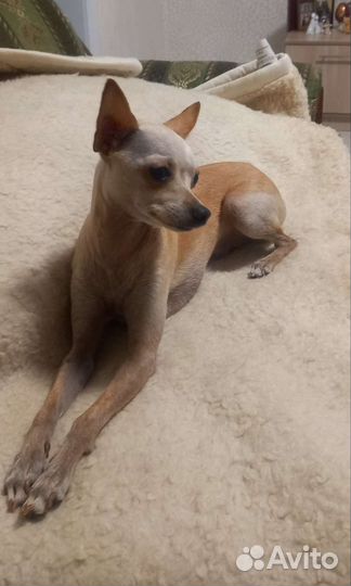 Мини той-терьер