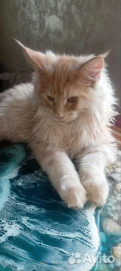 Котята мейн-кун