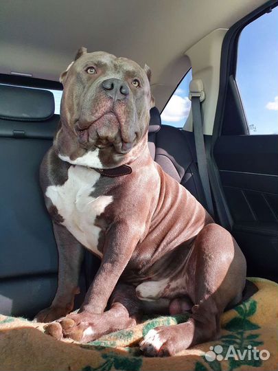 Вязка с американским булли