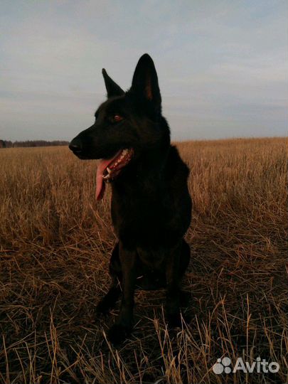 Кобель для вязки