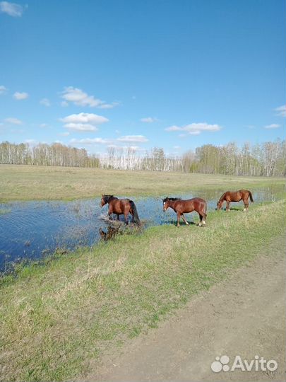 Продам лошадь с жеребёнком