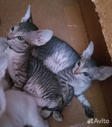 Донской сфинкс котята