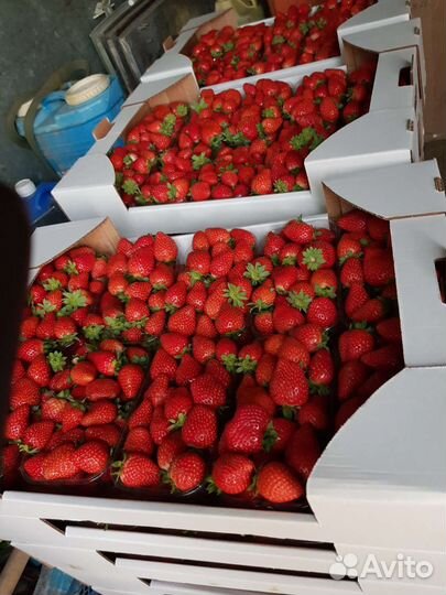 Рассада ремонтантной клубники