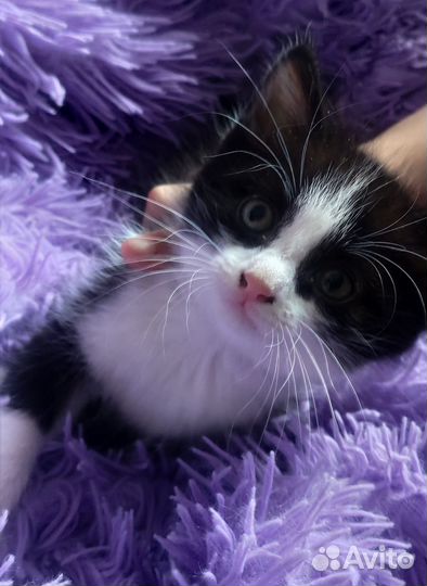 Котенок