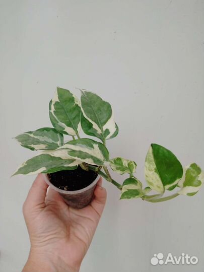 Сциндапсус