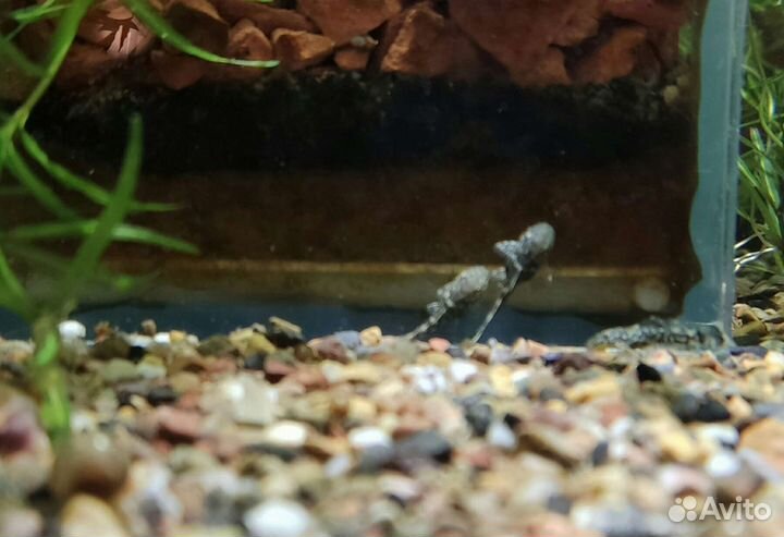 Анциструс,данио,наяс