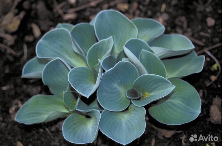 Хоста гибридная Blue Mouse Ears Саженцы, Рассада