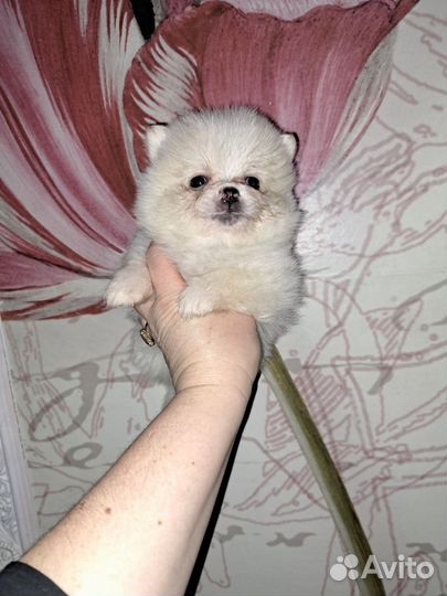 Ми- ми мишки