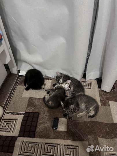 Котята в добрые руки