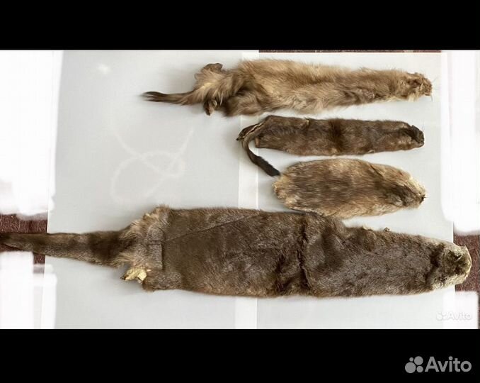 Воротник из енота Шкурки чулком выделанные