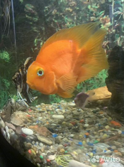 Рыба попугай