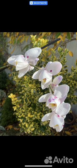 Орхидея фаленопсис пелор