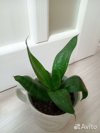 Сансевиерия разные